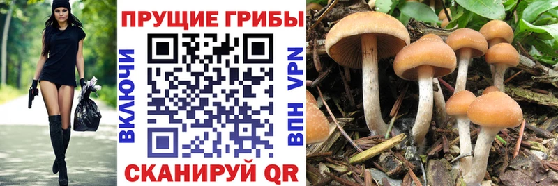 купить наркоту  Железногорск  Галлюциногенные грибы мухоморы 